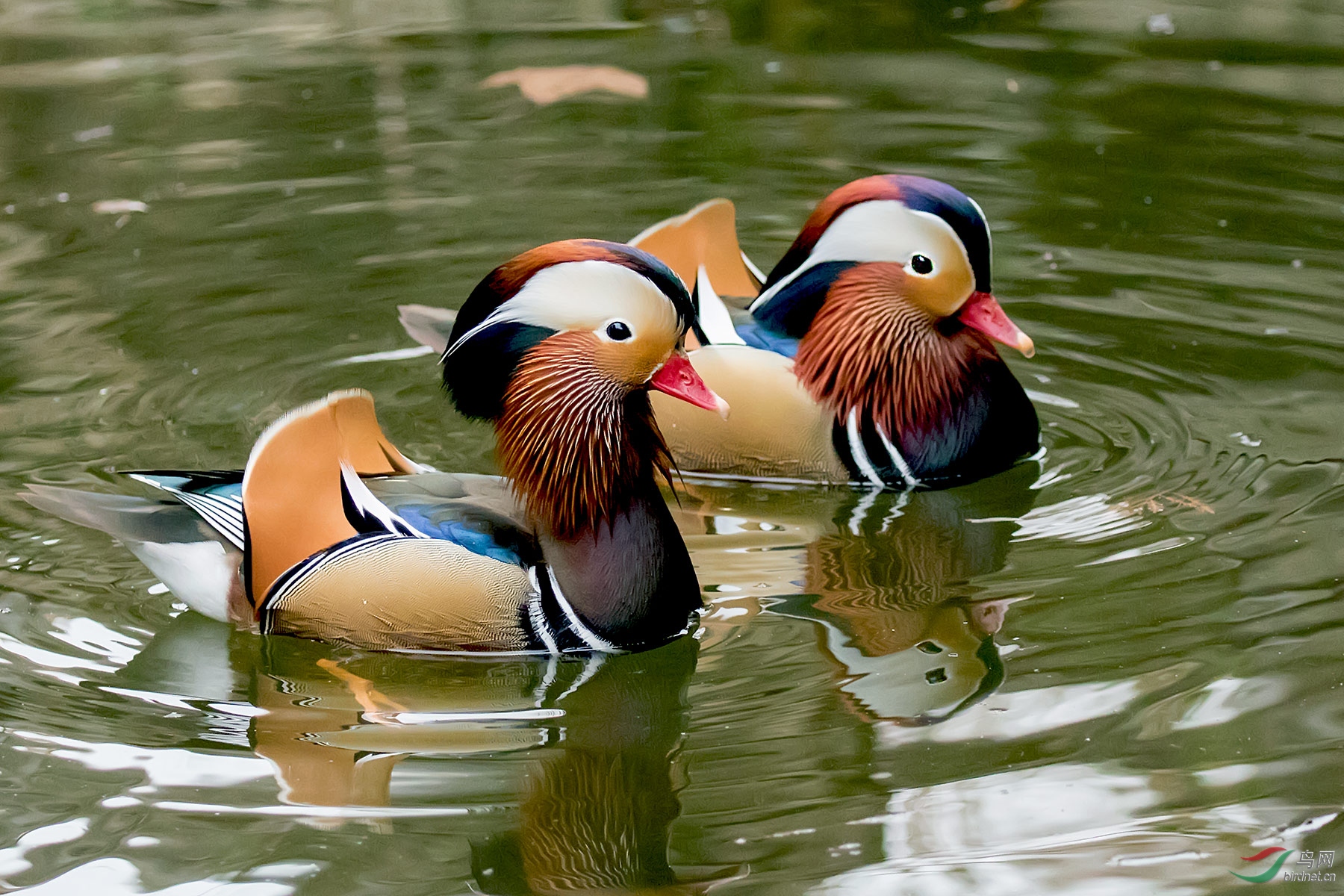 冬日暖阳鸳鸯戏水