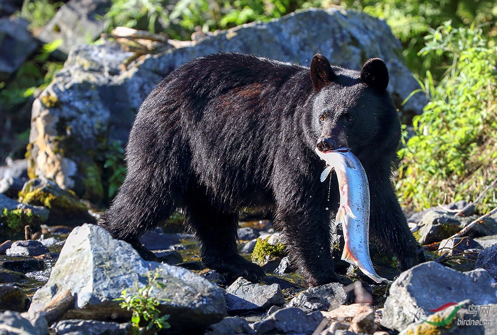 常见棕熊捕食三文鱼,偶见一黑熊也吃三文鱼,和各位老师分享一下.