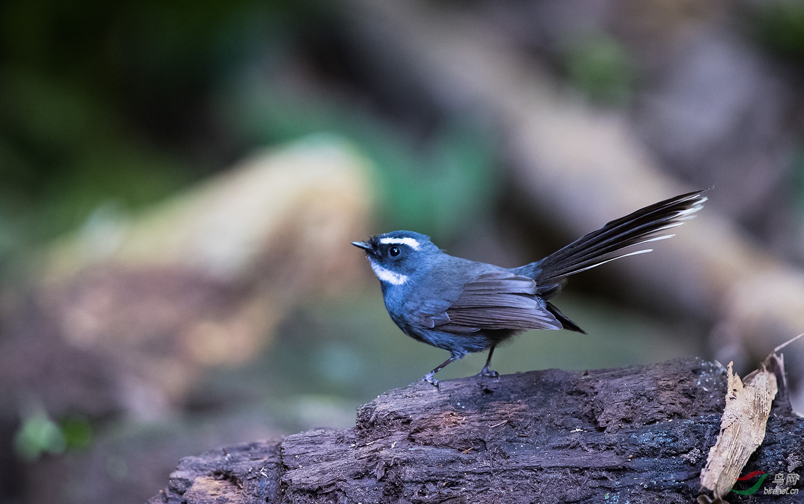 白喉扇尾鹟
