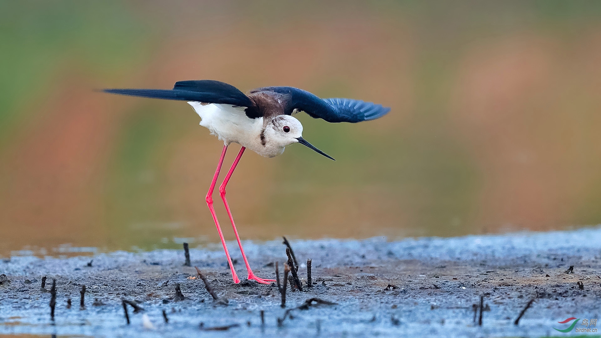 黑翅长脚鹬新周问好祝贺荣获首页鸟类精华