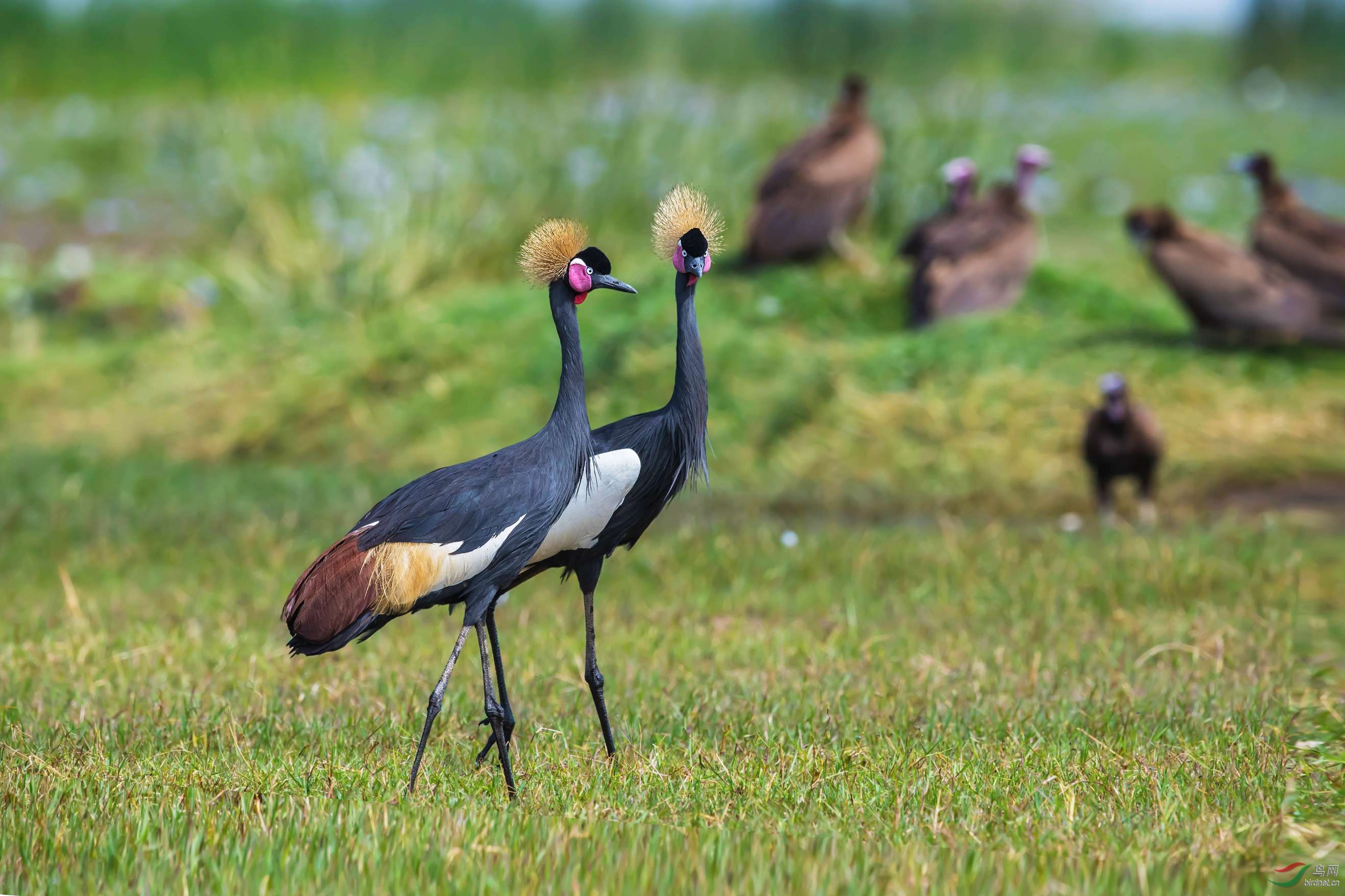 (黑冕鹤)黑皇冠鹤.祝贺荣获首页精华