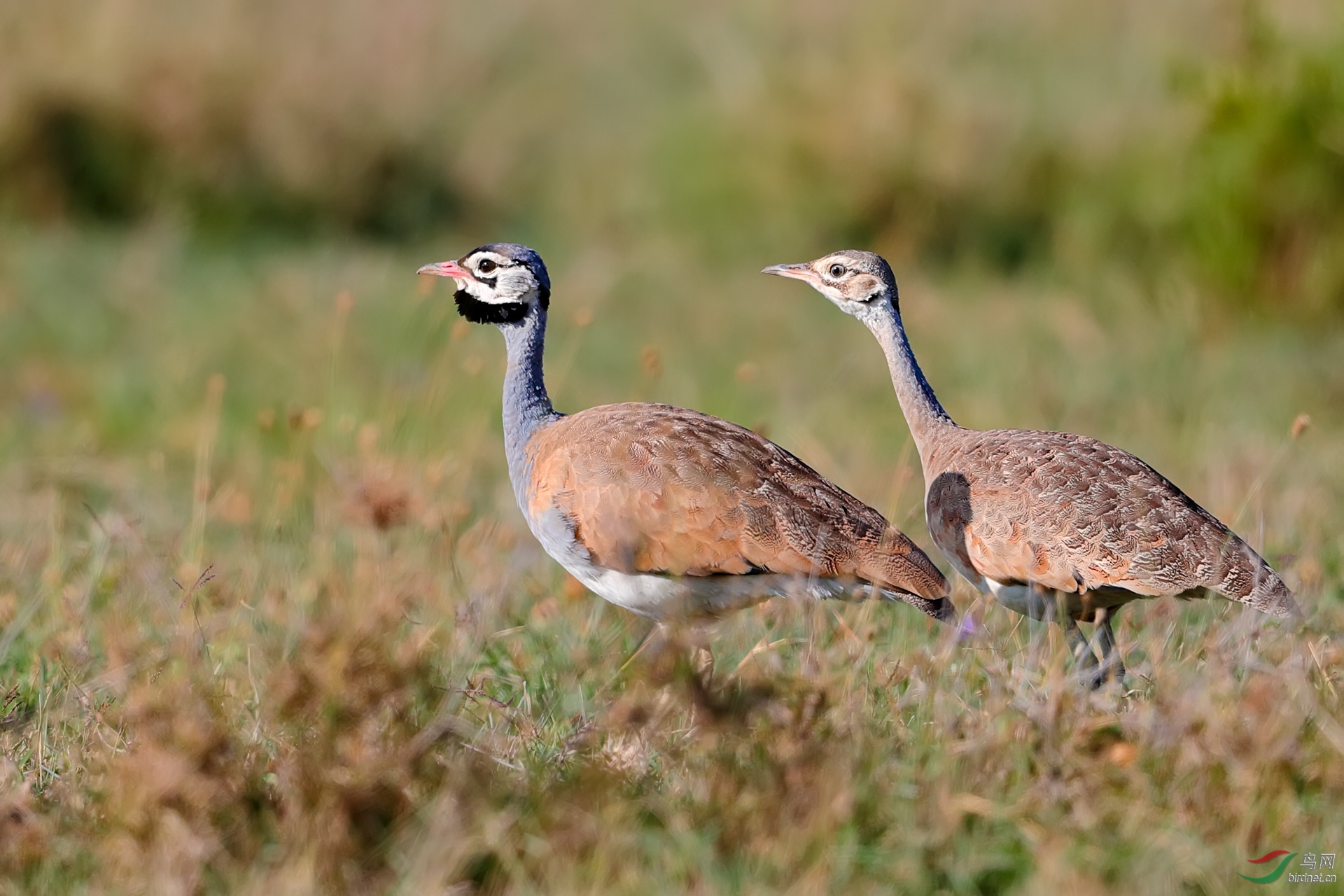 (白腹鸨)白腹鸨夫妇
