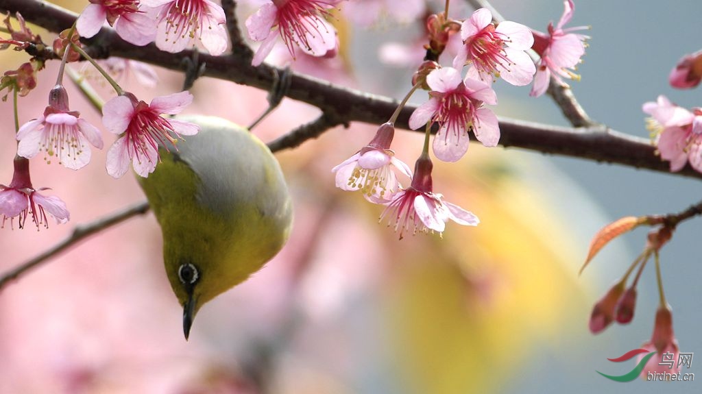 花鳥圖