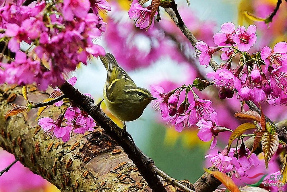 花鳥圖