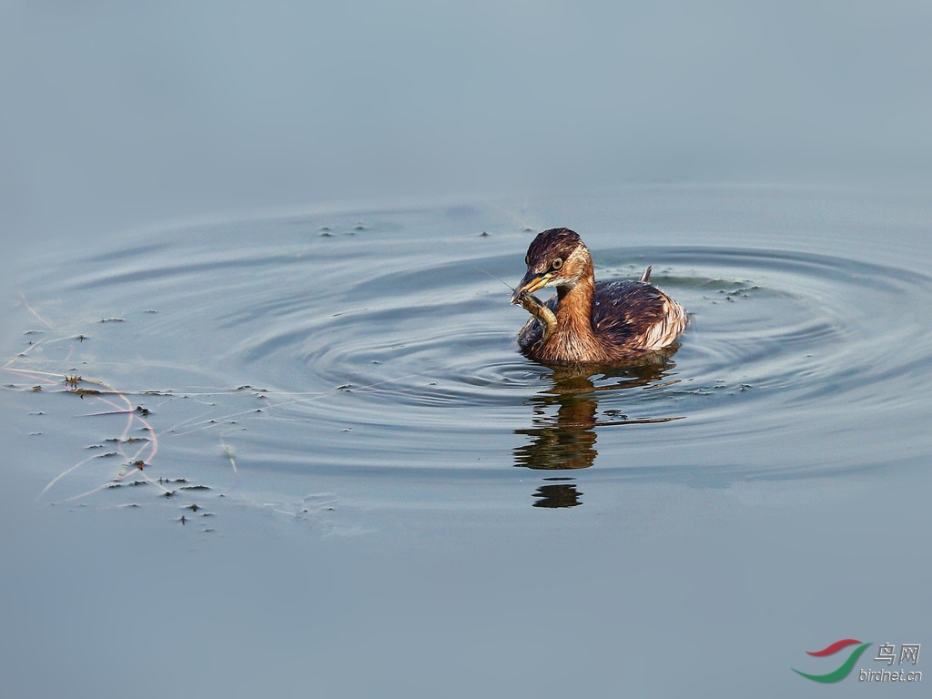 运气真不错逮个好吃的