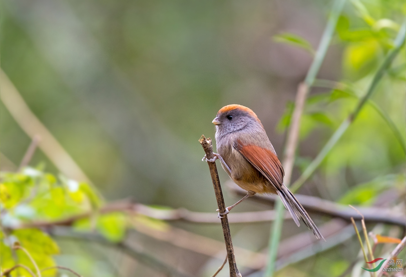 灰喉鸦雀 - 贵州版 guizhou 鸟网