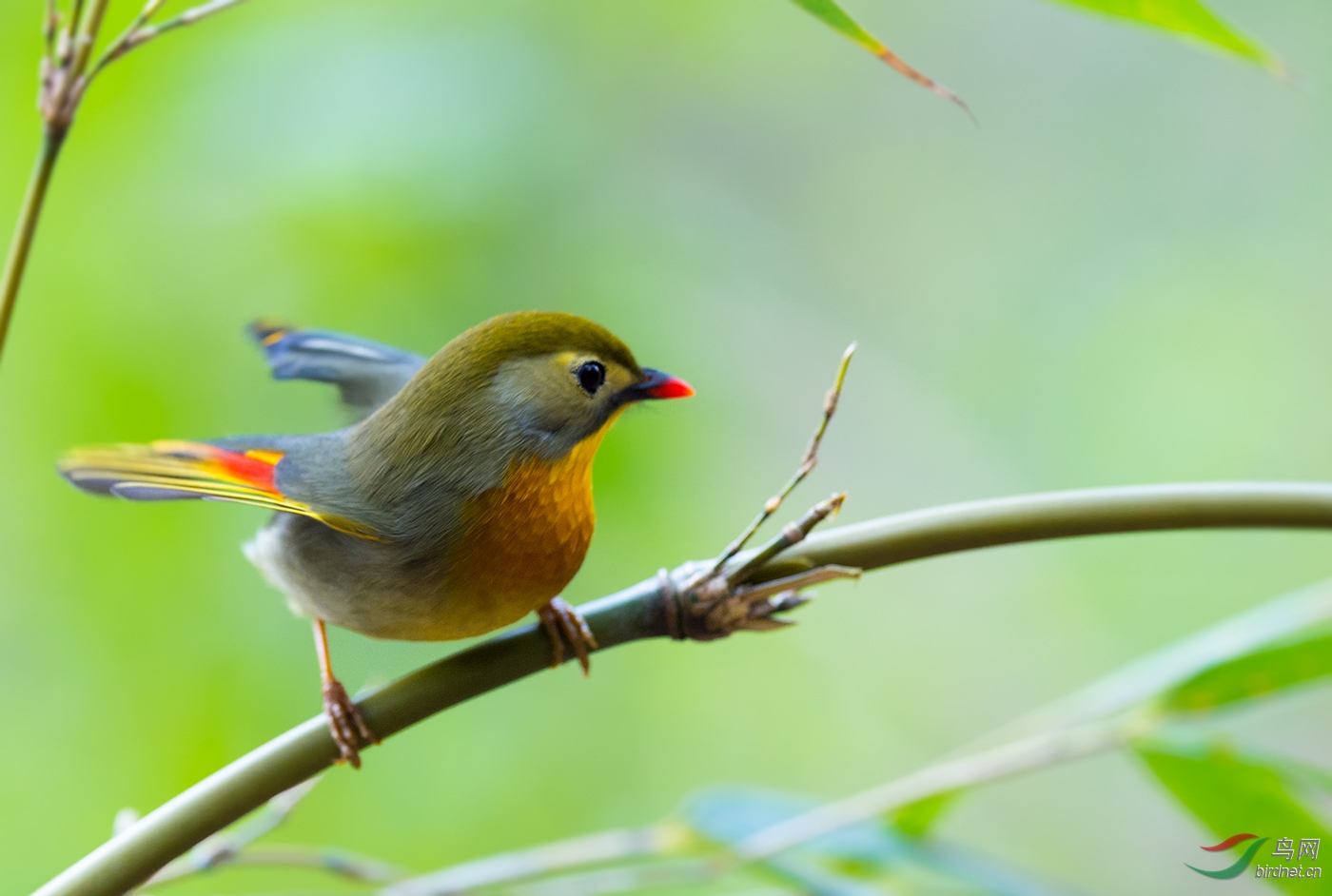 红嘴相思鸟【竹林中徘徊!】