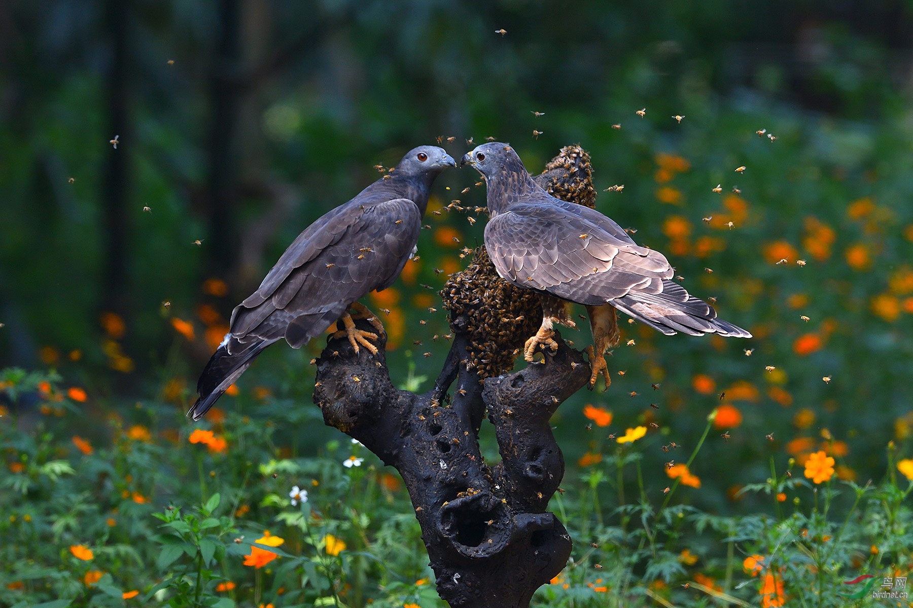 (凤头蜂鹰)棋逢敌手-东方蜂鹰(祝贺获首页精华)