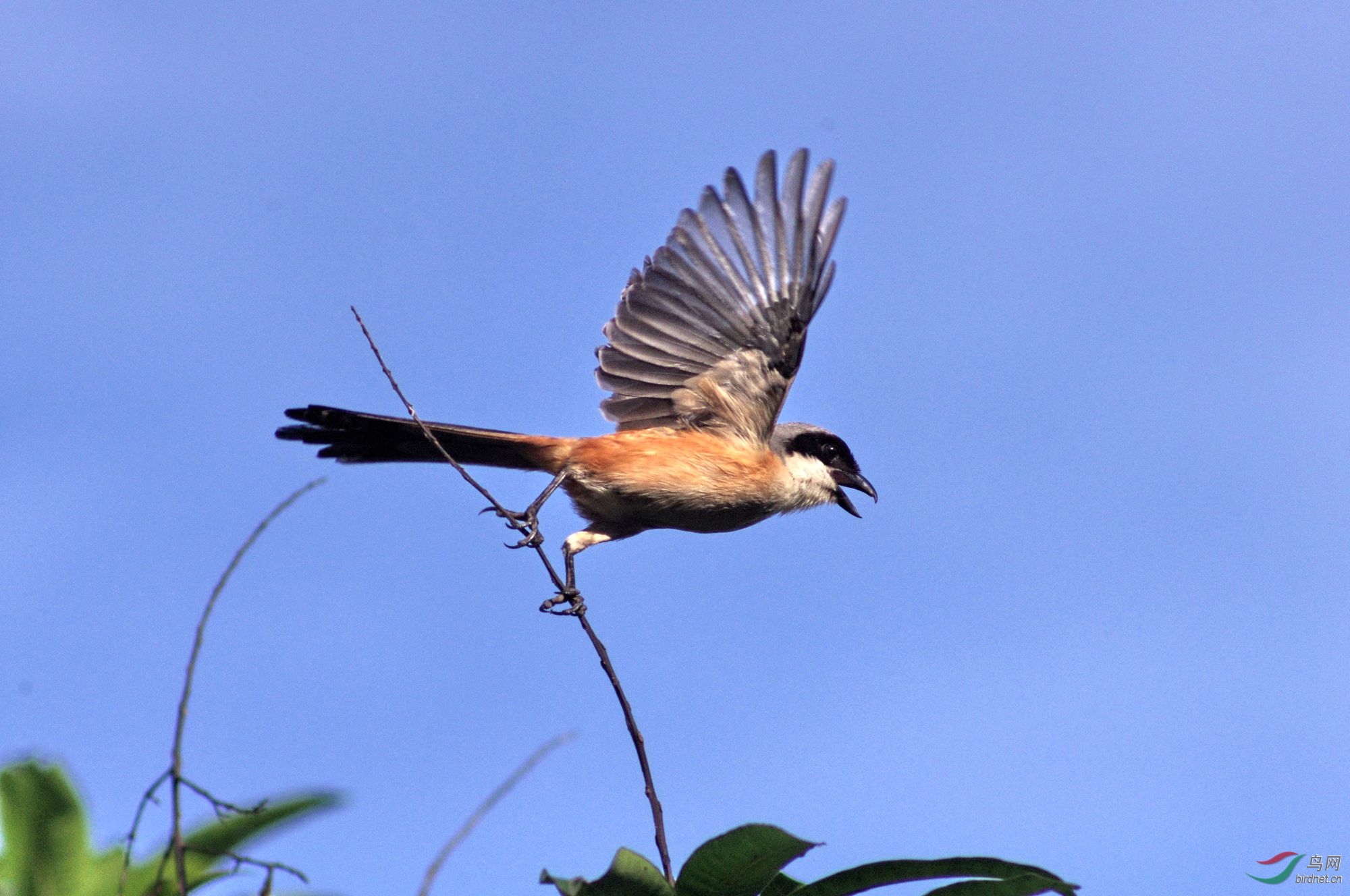 山上拍的小鸟鸟还有枝上展翅的白劳