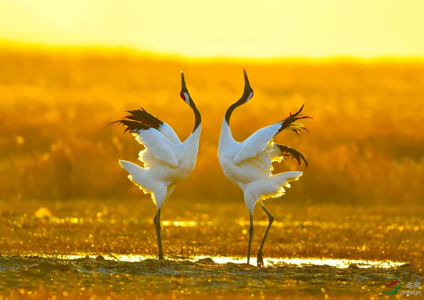 丹顶鹤双鹤送吉祥荣获每日一图