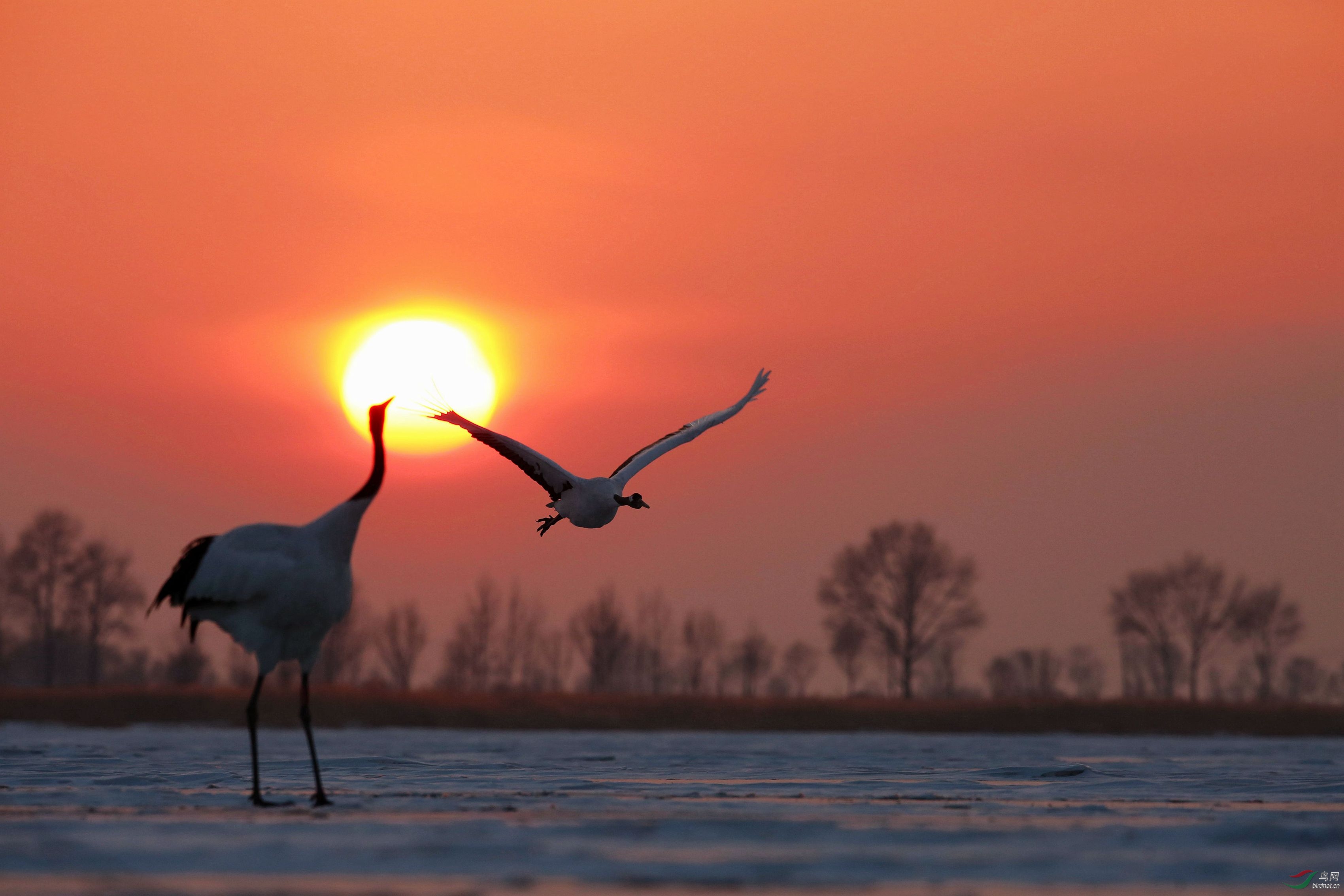 丹顶鹤-《迎仙送日》