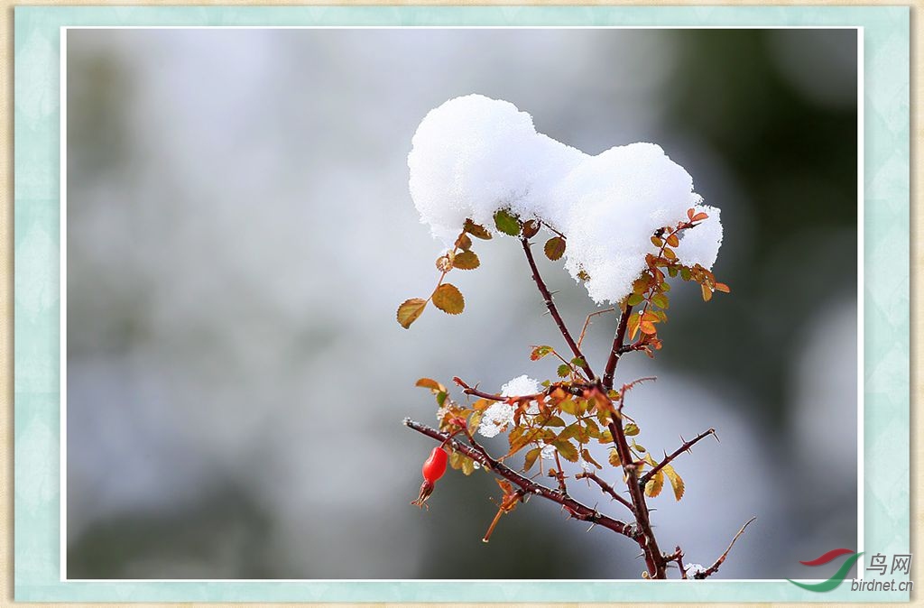 雪掛枝頭