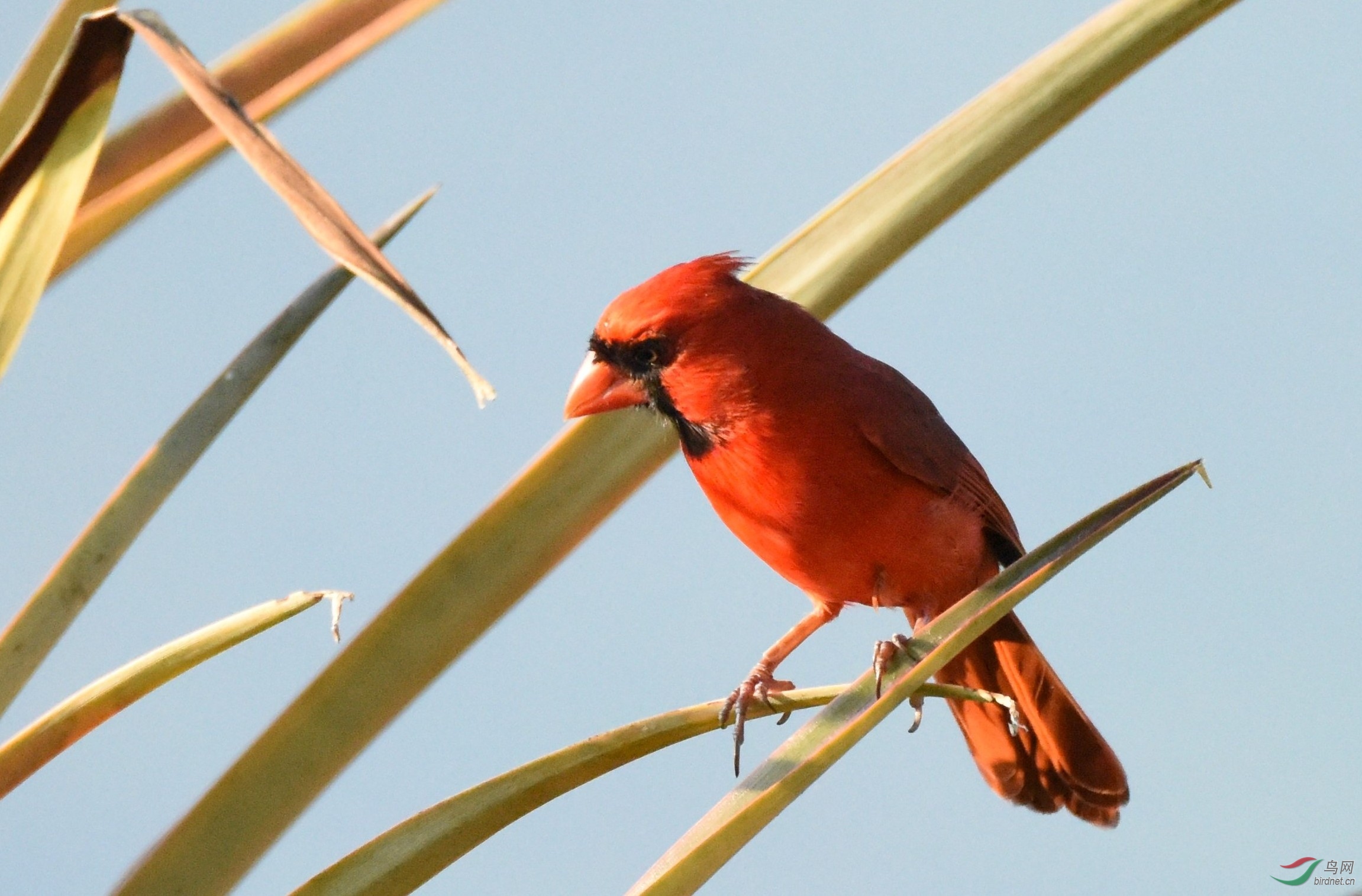 红衣主教夏威夷红雀