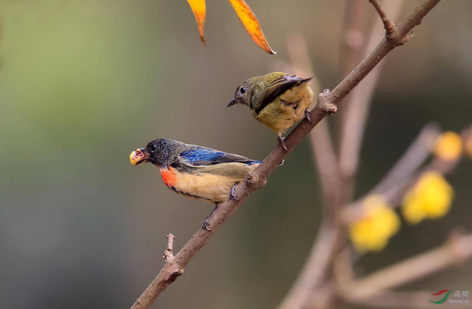 腊梅寒香鸟先知红胸啄花鸟