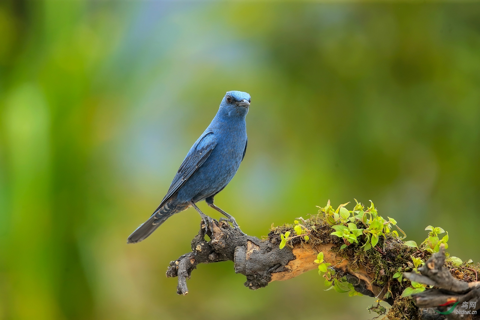 蓝桉树上的鸟图片图片