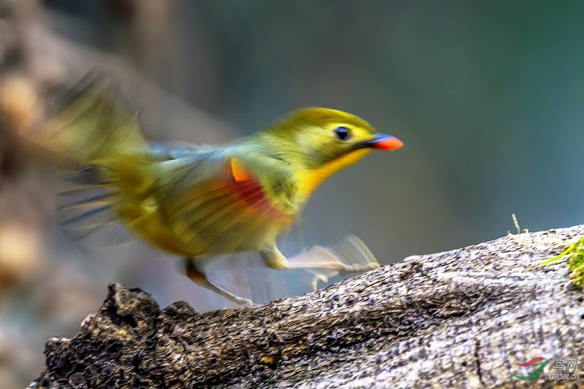 紅嘴相思鳥