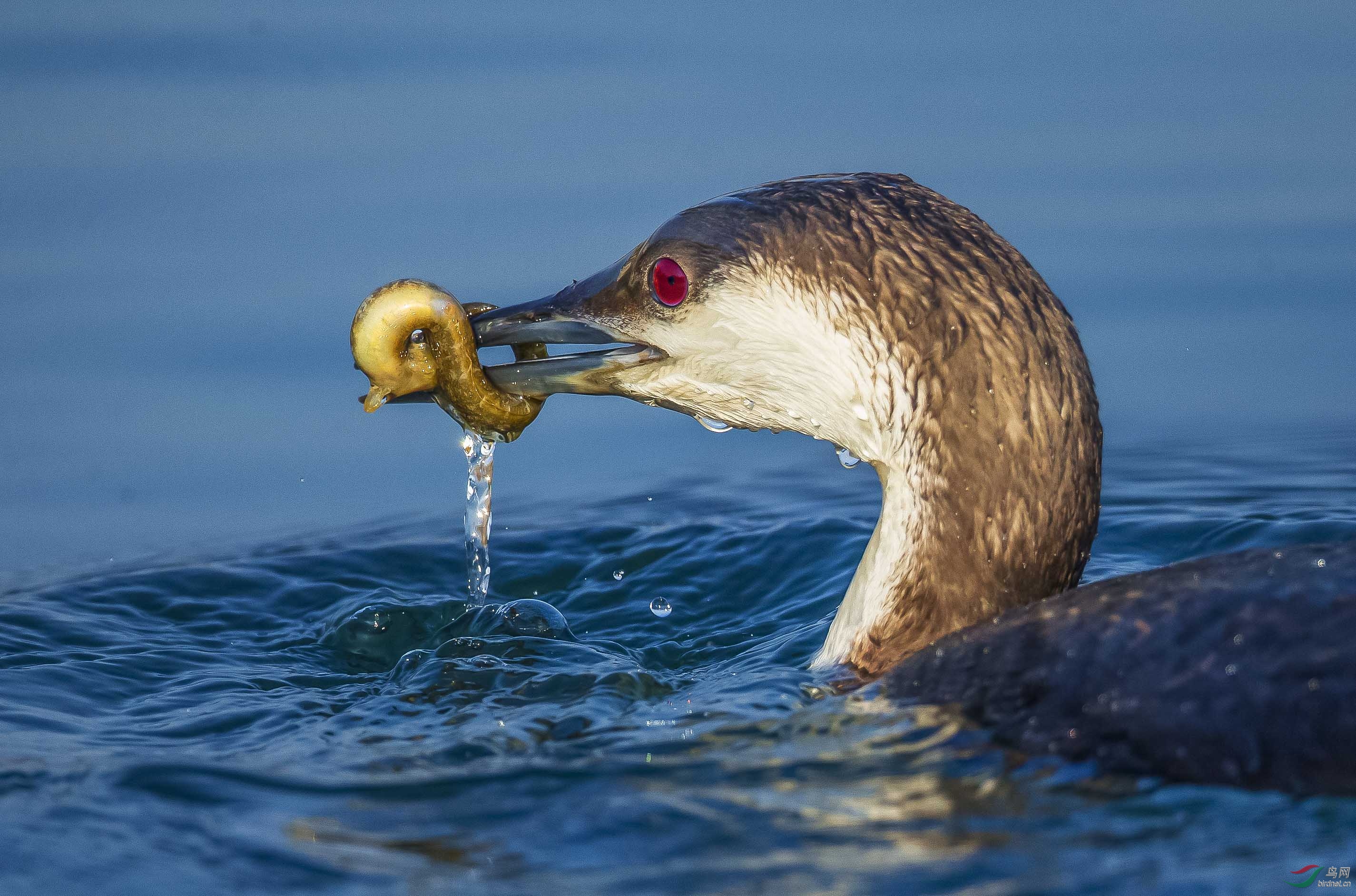 黑喉潜鸟食趣黒喉潜鸟恭贺老师荣获