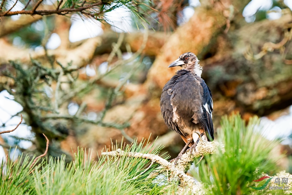老树老鸟黑背钟鹊