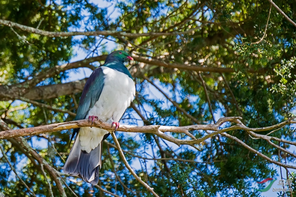 傻大个新西兰鸠