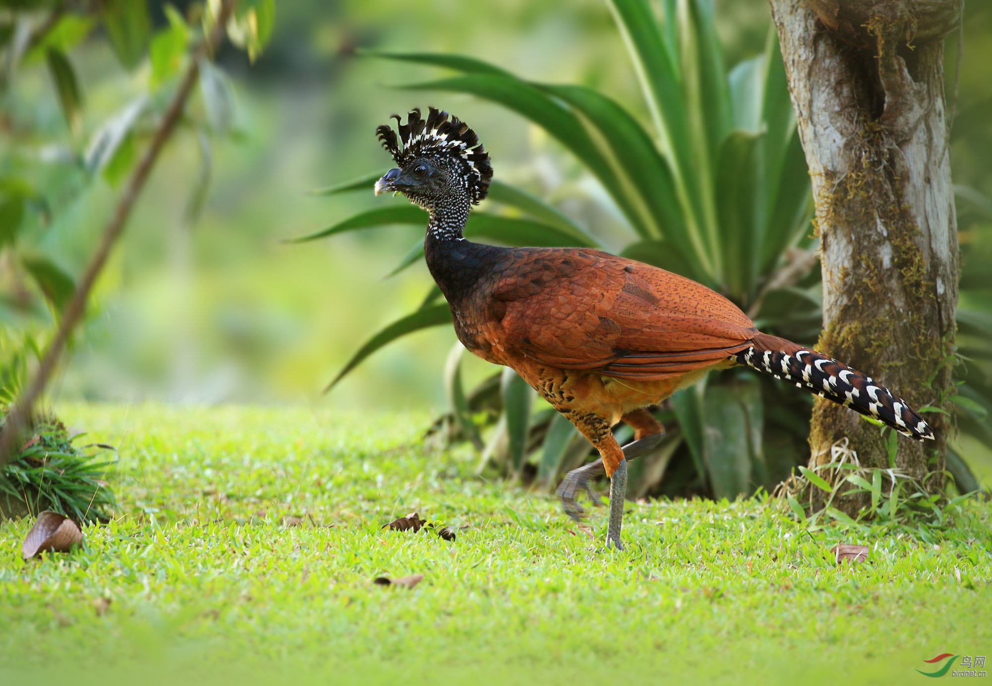 大凤冠雉大凤冠雉祝贺荣获首页精华