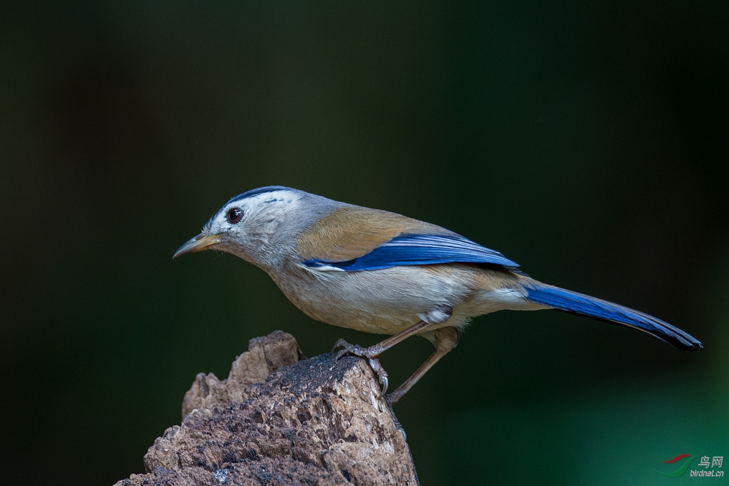 蓝翅噪鹛鸟图片