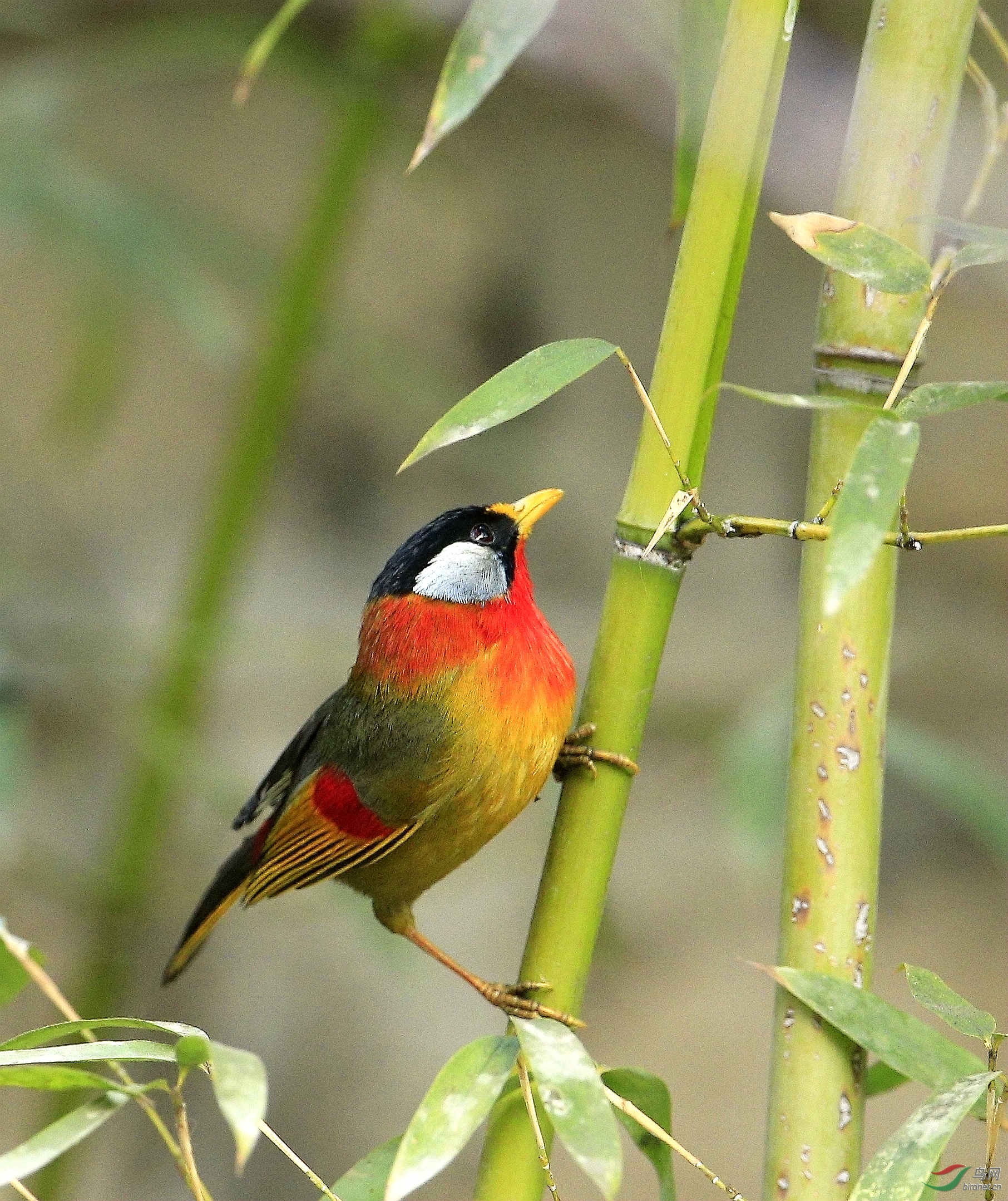 趵突泉的银耳相思鸟