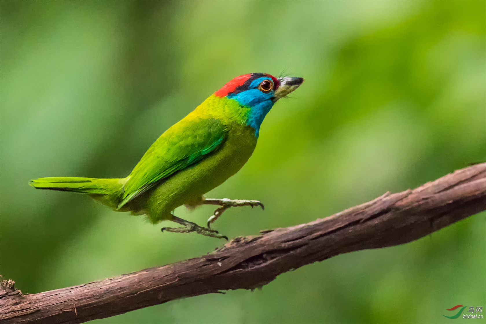 热烈祝贺高黎贡山草根,光华摄影荣任版主!