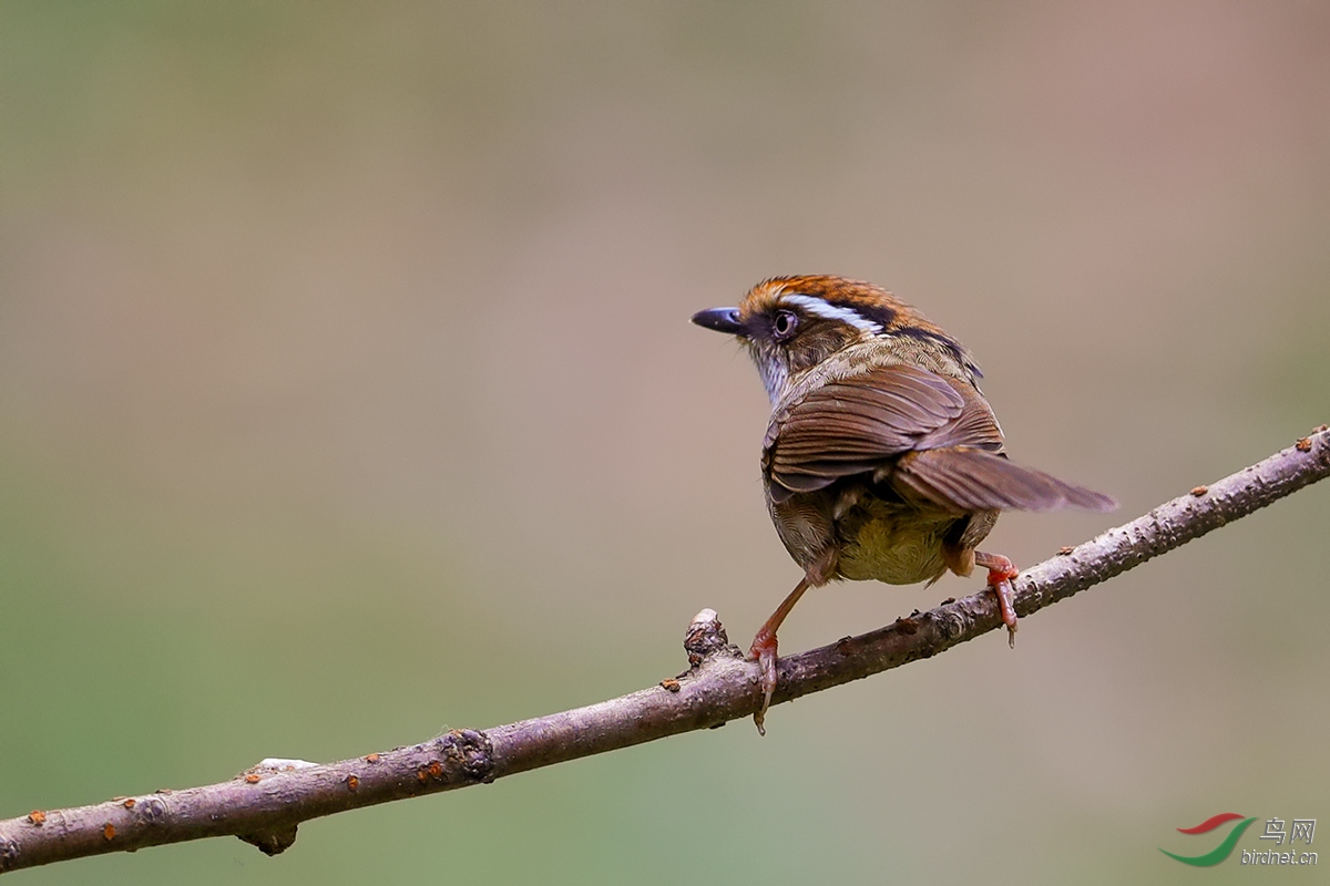 机警的眼神【褐胁雀鹛】