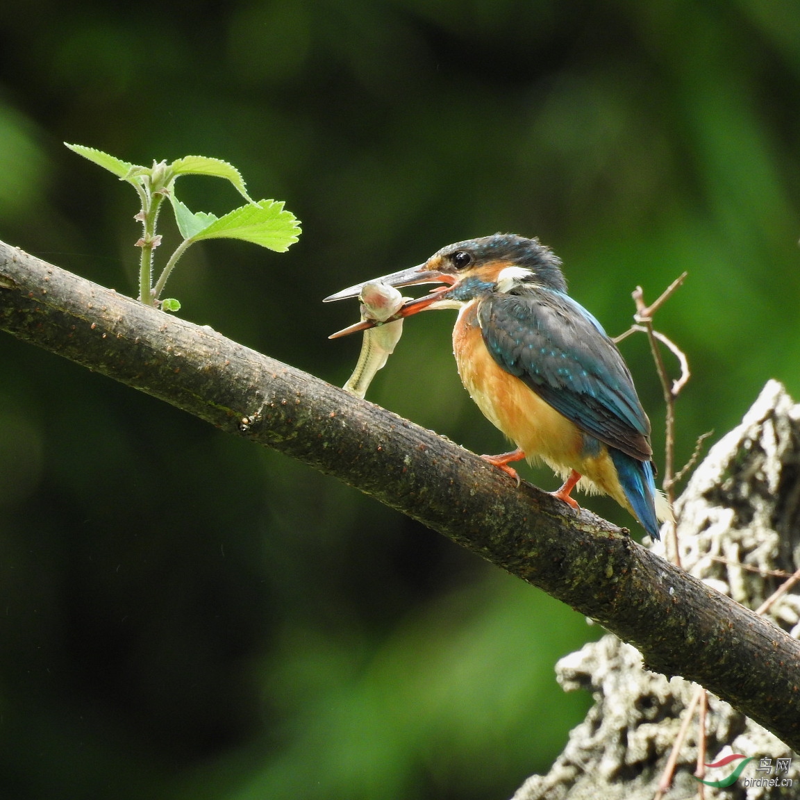 DSCN1618.JPG