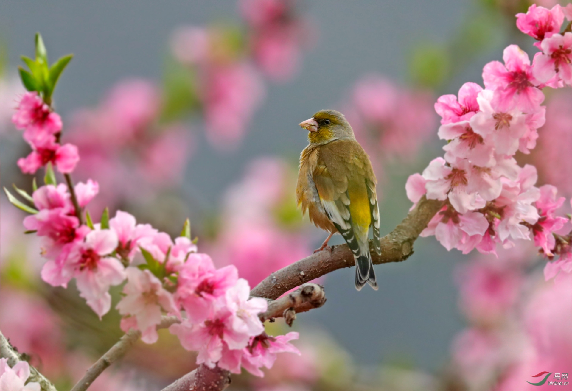 春天的花鸟