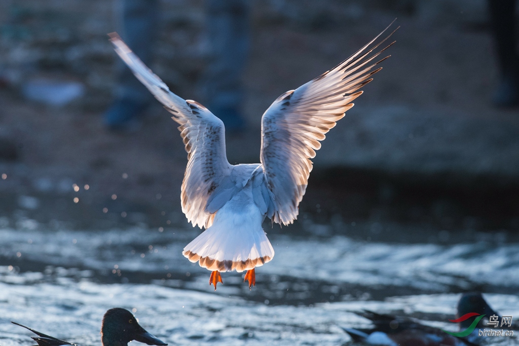 藏头露尾 - 江苏版 jiangsu 鸟网