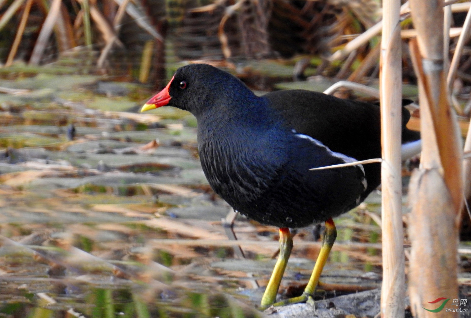 DSCN2459 ����.jpg