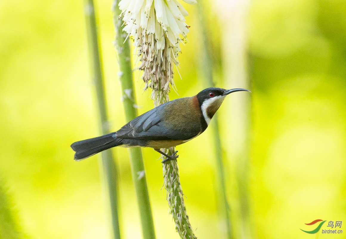 東尖嘴吸蜜鳥東尖嘴吸蜜鳥祝賀榮獲首頁精華