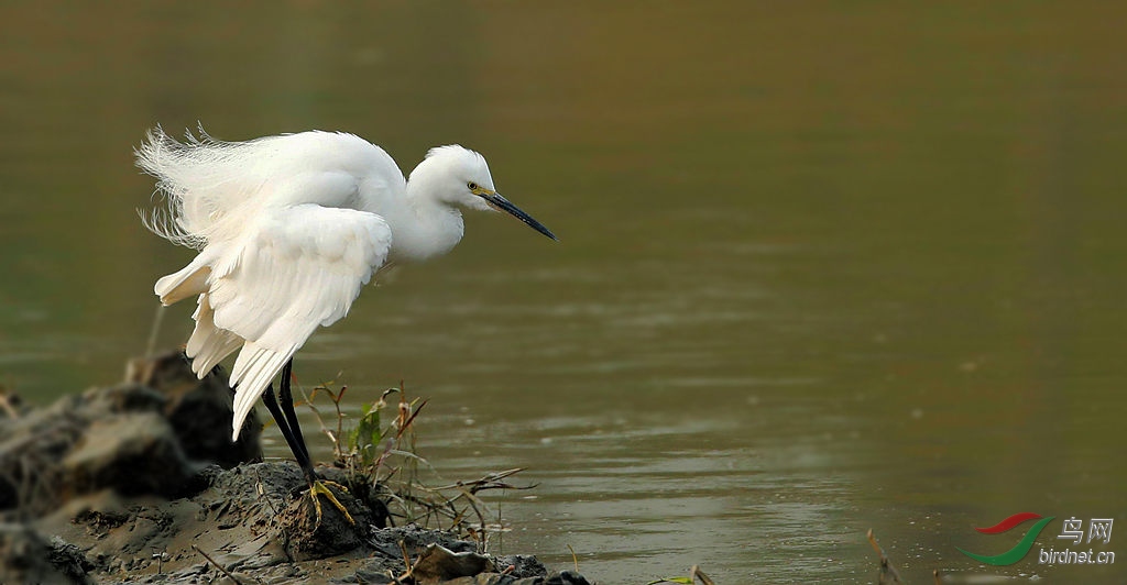 【白鹭】抖出精,气,神