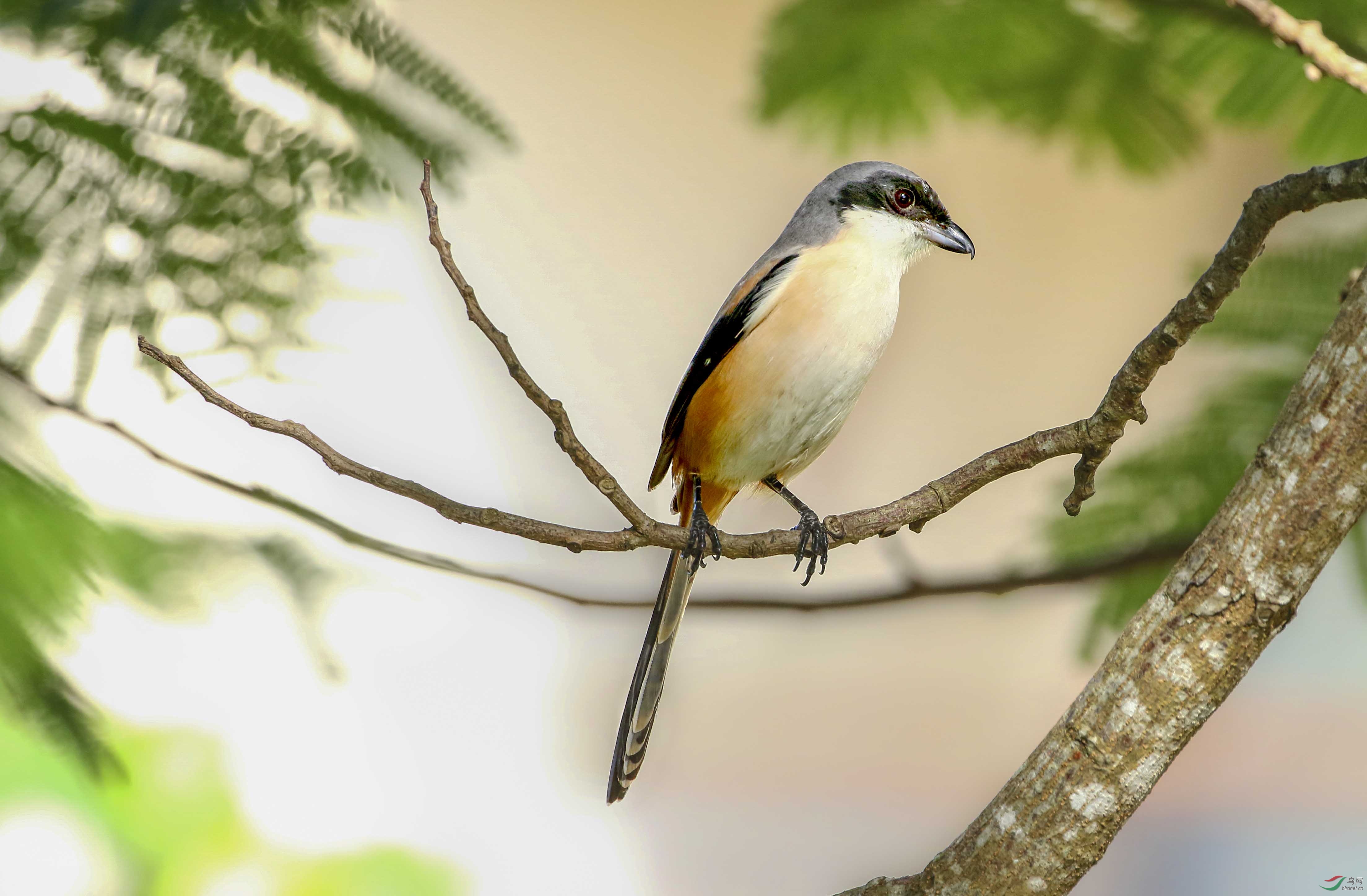 三亚的灰背伯劳