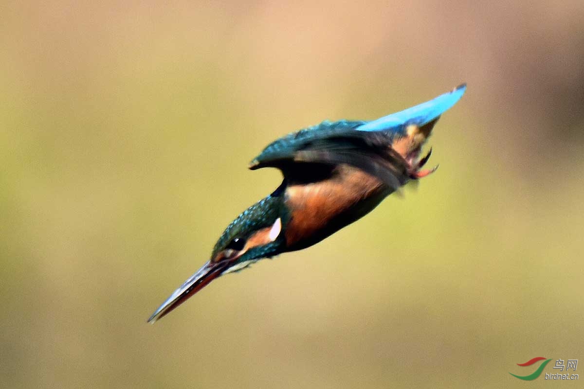 普通翠鸟捕鱼杆上俯冲