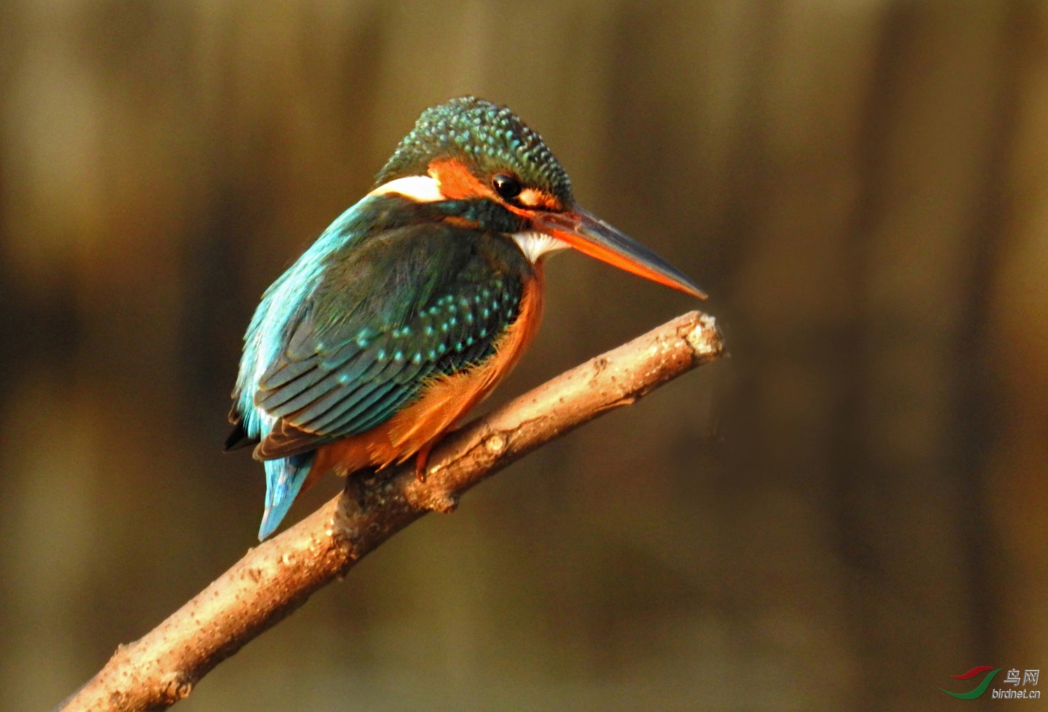 DSCN2407 ����.jpg