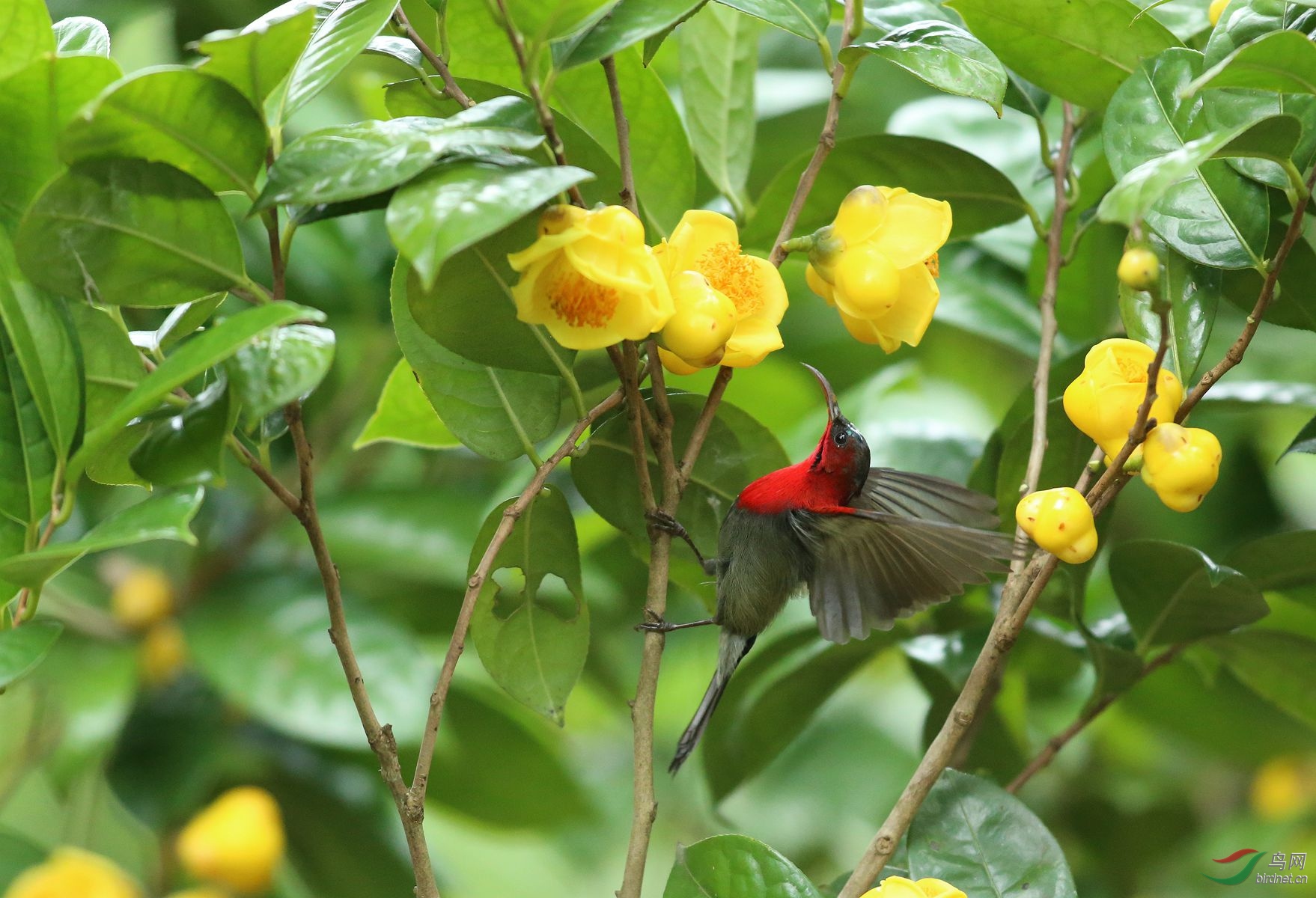 号称植物大熊猫的金花茶和太阳鸟是绝配