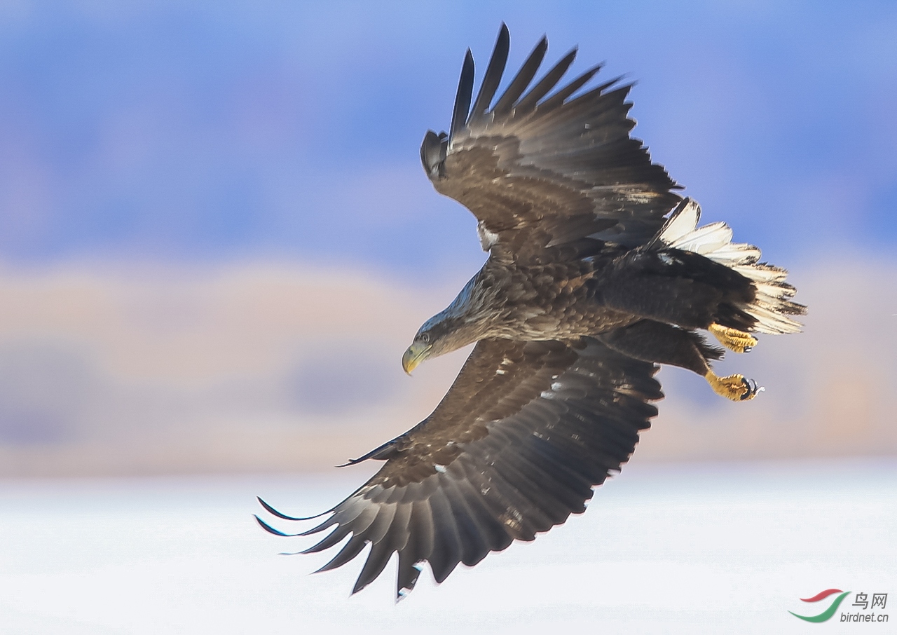 祝贺皇城根拍鸟e族版块开通恭祝京鹰金路老秃鹫永衡荣任版主
