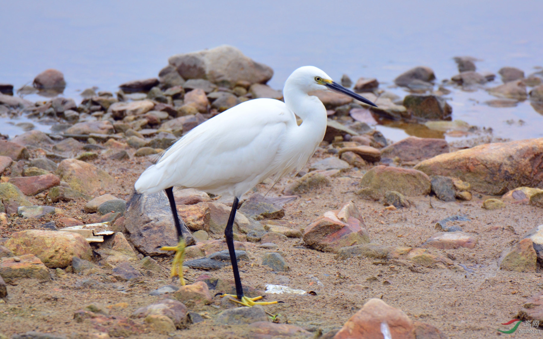 闽江边的大白鹭