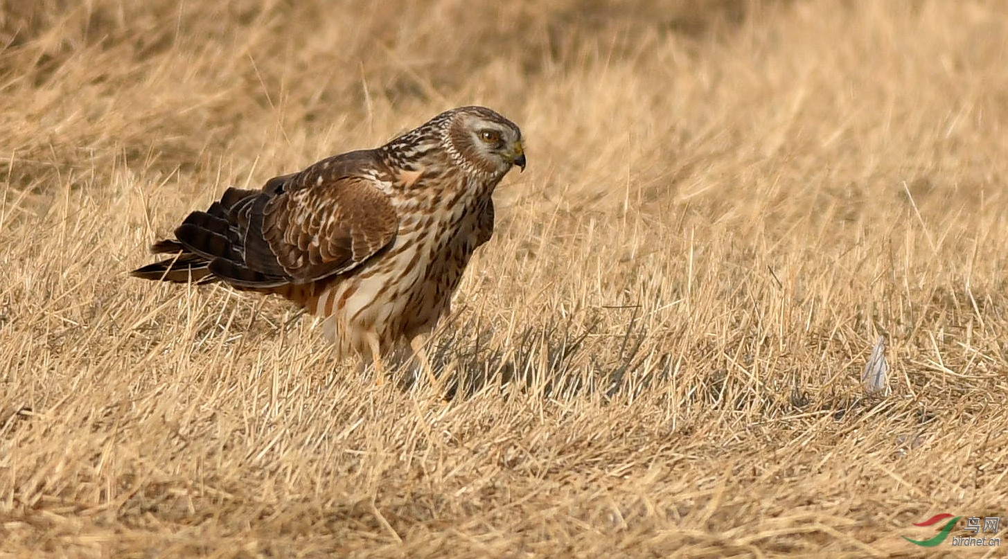 草地上的白尾鹞