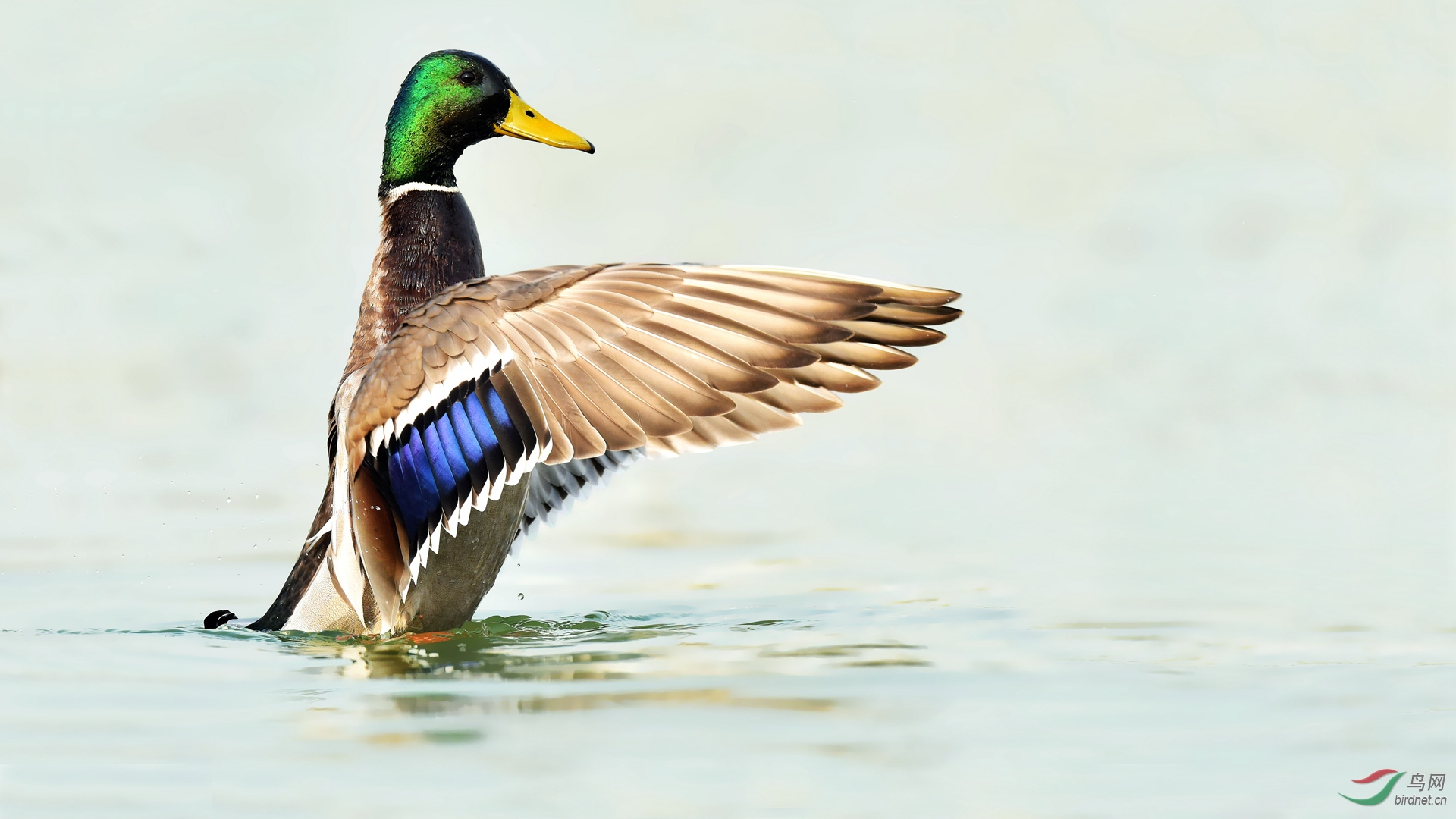 绿头鸭漂亮的羽绒服
