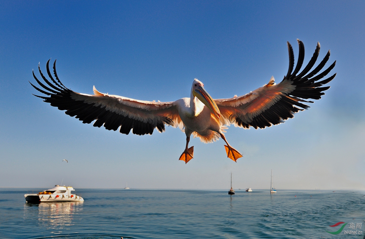 B2-Great White Pelican������--wanghc.jpg