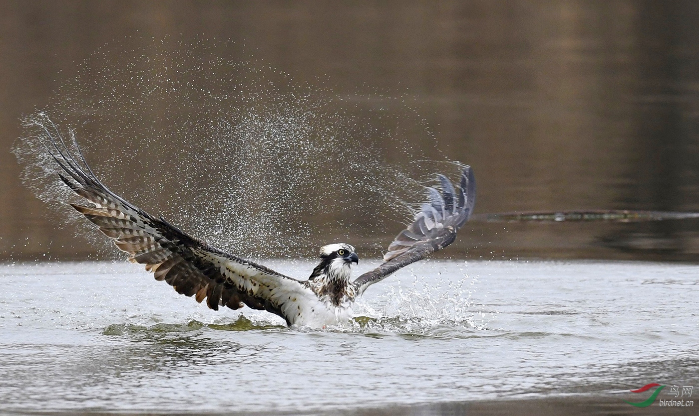 Waving Wings--��ʿ��.jpg