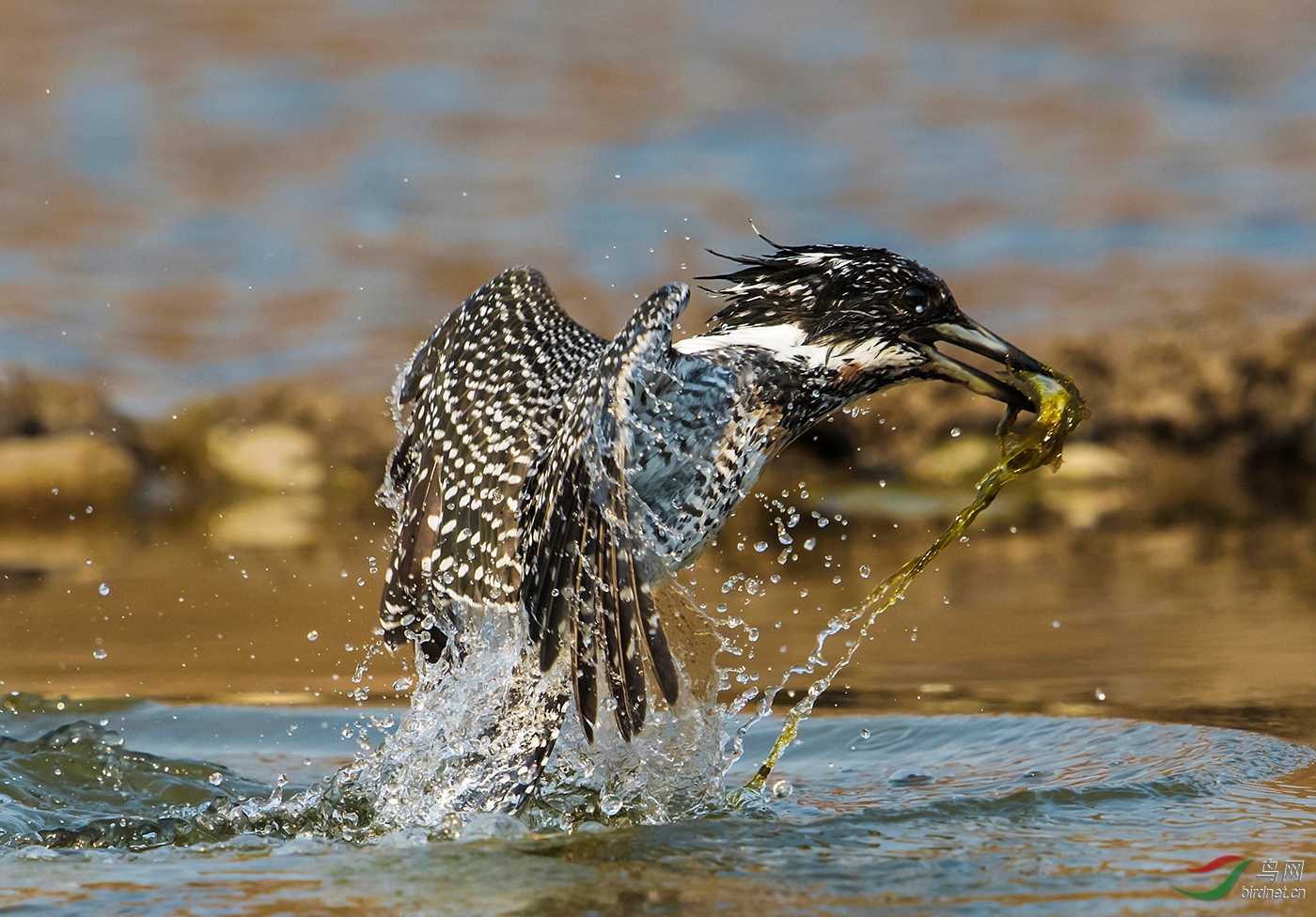 ��  �񣨹��㹷��Joy For Harvest-������.jpg