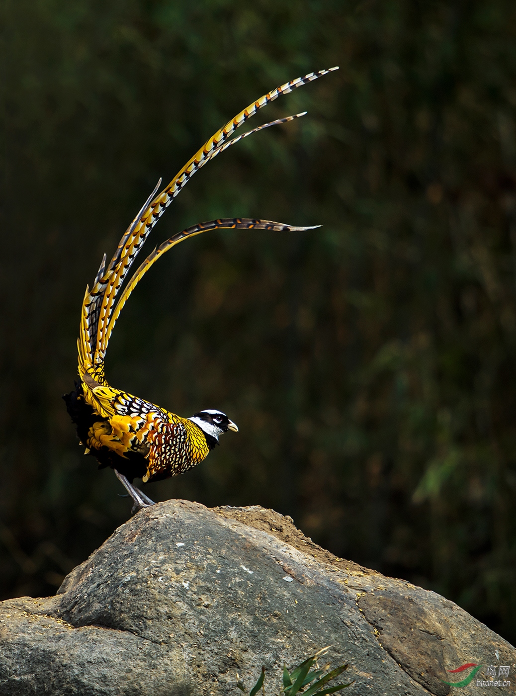 ���ַ��𣨰׹ڳ�β����Flying In The Bamboo Forest--������.jpg