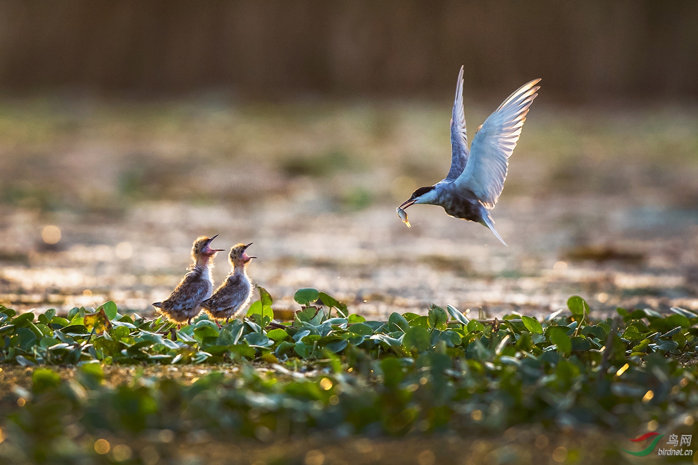 ����spring times--Ǯ��.jpg
