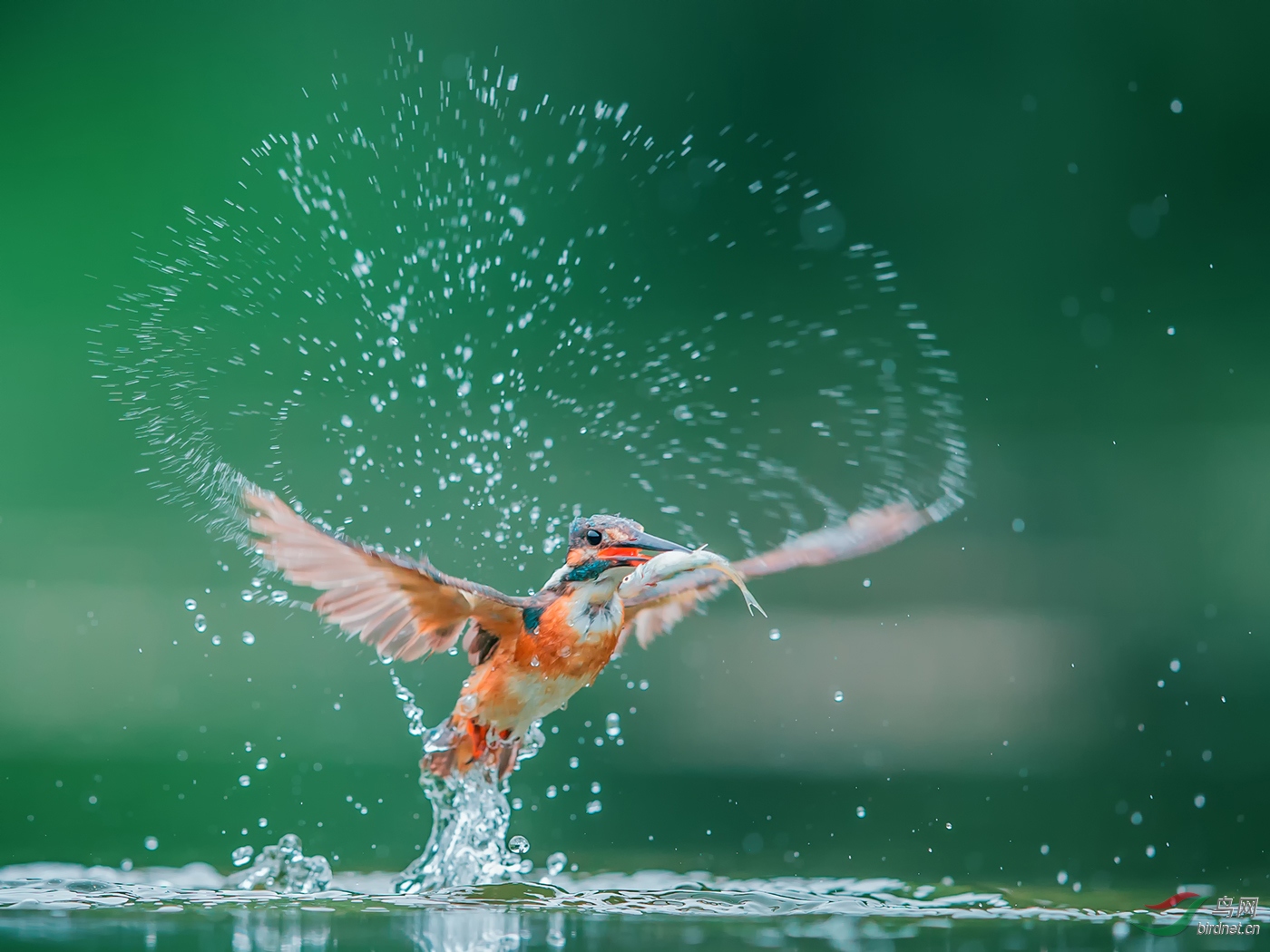 �����Ļ���Spindrift Victory Celebration--������.jpg