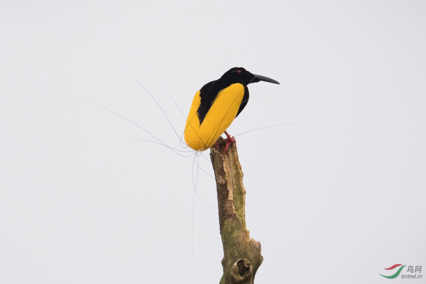 ʮ���߷���---Twelve-wired bird of paradise--wnaghc.jpg