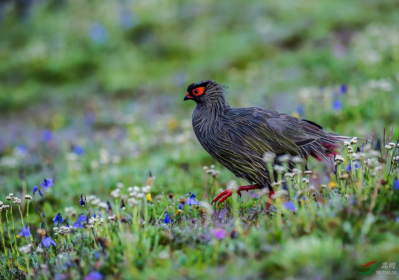 �ļ������е�Ѫ��  A Blood Pheasant In Summer--A2��Ȼ��-��ȻҰ������  �������棨��.jpg